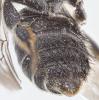 Osmia caerulescens